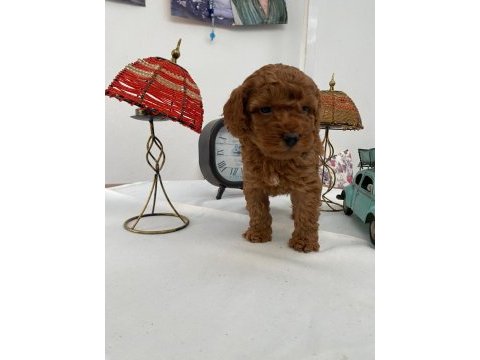 Toy poodle yavruları