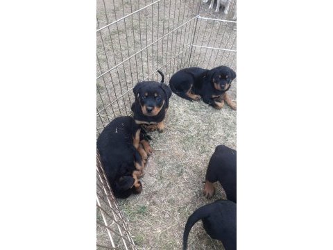 Akkuş üretim çiftliğinden rottweiler yavruları