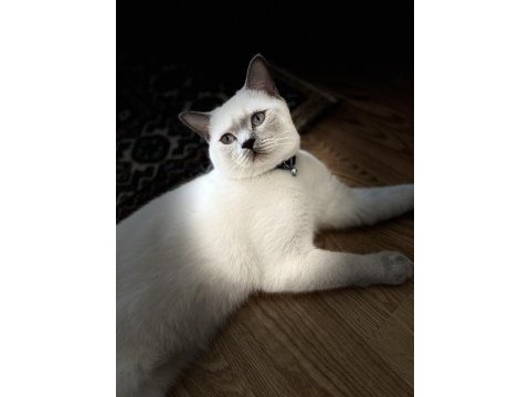 1 yaşında erkek blue point british shorthair
