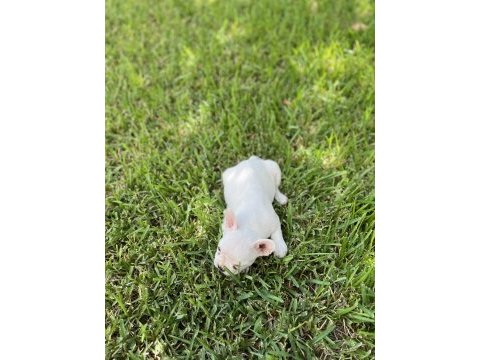 Diablo köpeğimiz yeni yuvasını arıyor