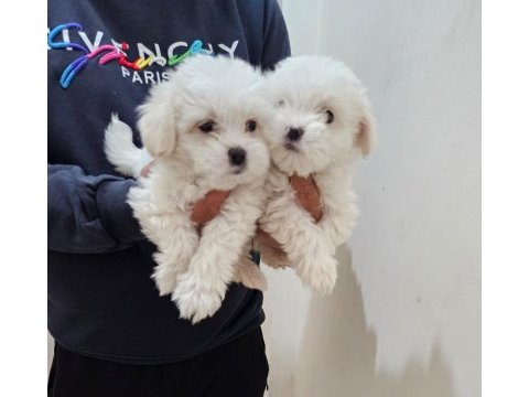 Terrier maltese bebekler