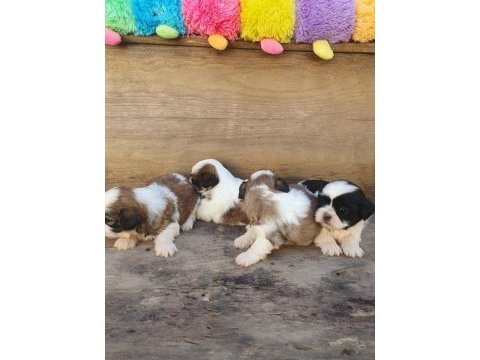 Shih tzu köpekler
