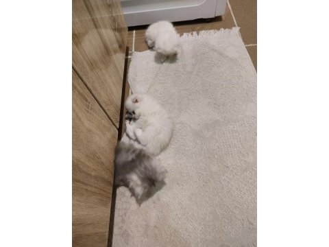 Minnoslar ev arıyor scottish fold