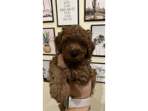 Kaliteli poodle yavrular ev ortamında