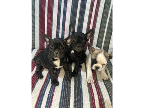 A kalite french bulldog yavrular