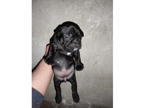 French bulldog 24 günlük