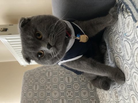 1 yaşında scottish fold