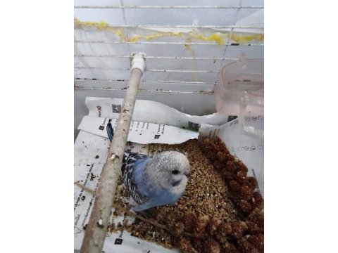 Muhabbet kuşu yavrusu