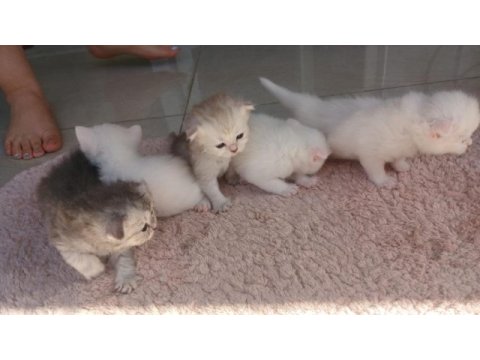 Tertemiz safkan yavrular