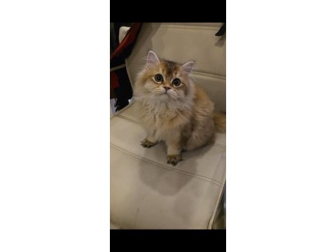 British longhair prens yeni yuvasını bekliyor