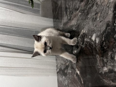 4 aylık british shorthair blue point