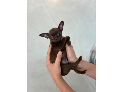 Irk ve sağlık garantili chihuahua yavrularımız