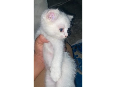 Bir buçuk aylık scottish fold