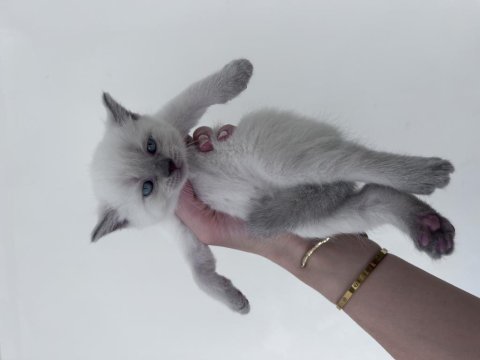 Scottish straight blue point ve lilac yavrular