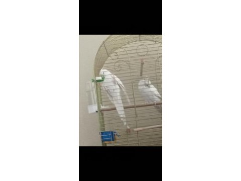 Albino kırmızı göz sultan papağanları