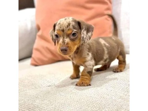 Şov kalite kısa tüylü ısabella merle sosis köpeğimiz