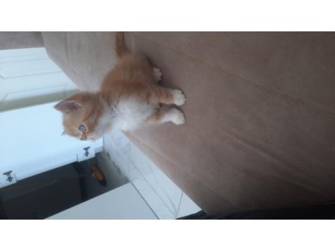 Exotic shorthair yavru erkek 2 aylık