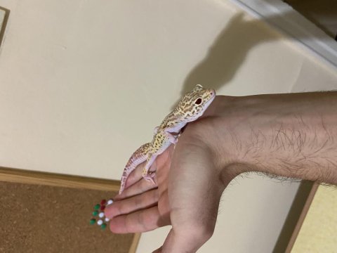 Acil satılık dişi gecko