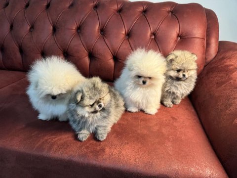 Ayı suratlı pomeranian yavrularımızı canlı görün