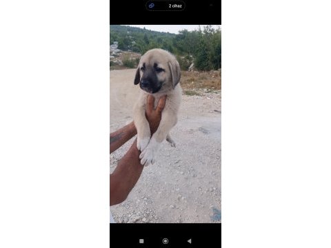Orijinal üst düzey dişi kangal yavru