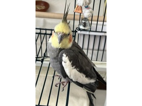 8 aylık erkek sultan papağanı