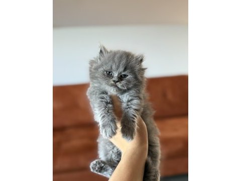 Brıtısh longhaır safkan yavrularım 