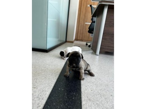 Acil yuva arıyoruz french bulldog