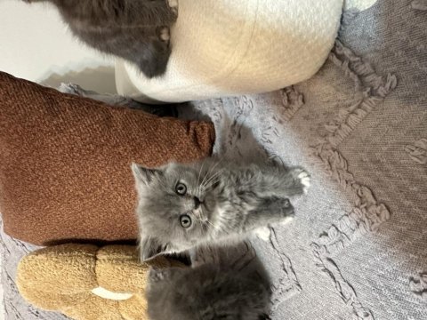 Bebek kedilerimize yeni yuva aranıyor