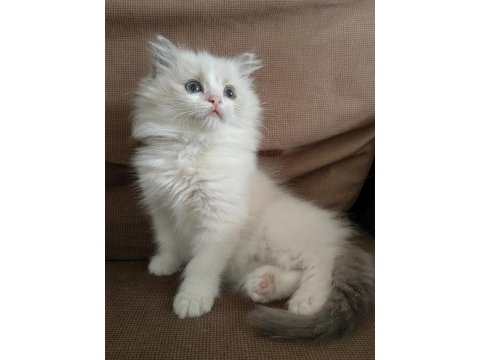 Secereli ragdoll yavrular