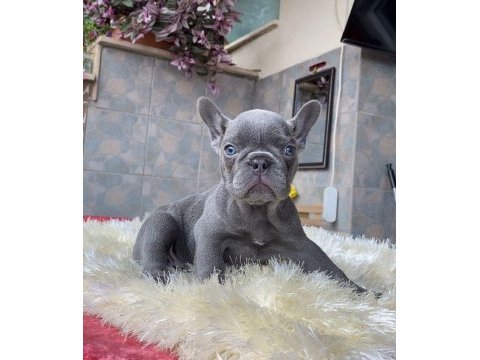 Egzotik blue french bulldog yavrularım rezerveye açık