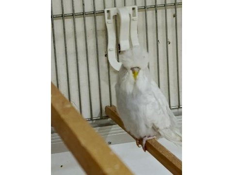 Özel mutasyon show muhabbet kuşları