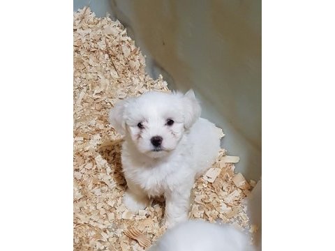 Orjinal maltese terrier yavrular (ücretsiz değildir)