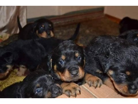Rottweiler yavru kediler