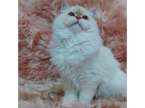1.5 yaşında dişi british longhair