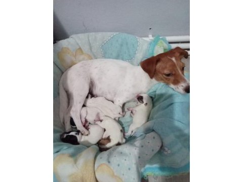 Jack russell yavrular rezerve edilir