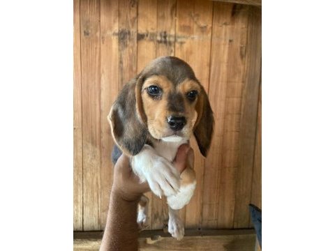 Beagle bebişler