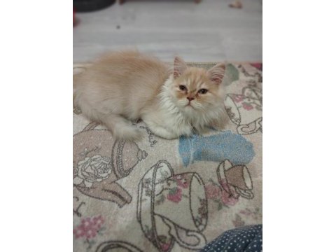 Şımarık kardeşler chinchilla