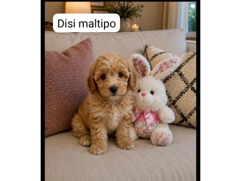 Maltipoo yavrular