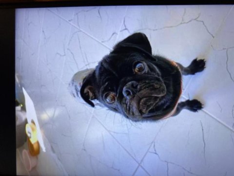 6 aylık erkek pug yavru damızlık