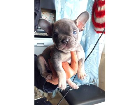 A kalite egzotik lilac tan isabella french bulldog