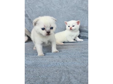 Scottish fold blue point