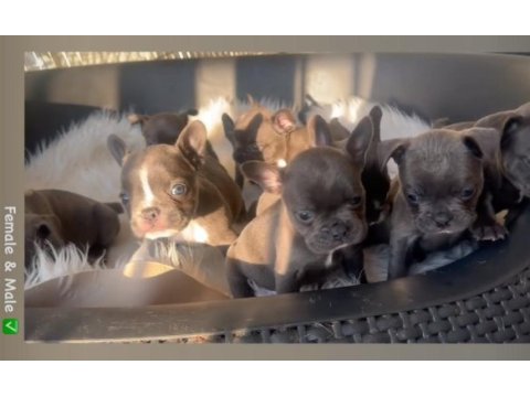 Tok kalite blue french bulldog