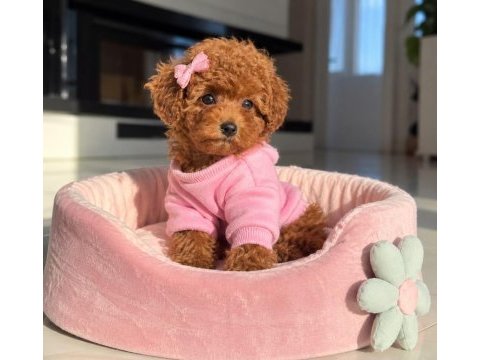 Safkan toy poodle