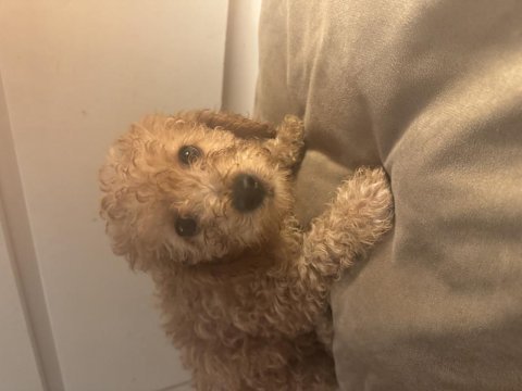 2 aylık toy poodle yavruları