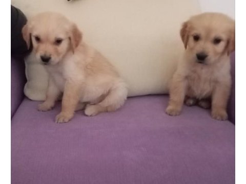 Golden retriever yavrumuz baby face ırk garantili teslim