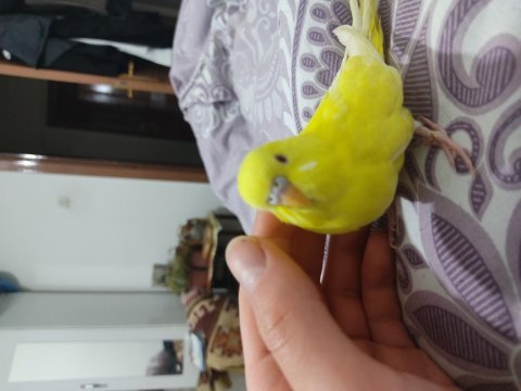 Yavru muhabbet kuşları