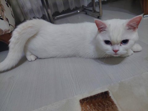 British shorthair 8 aylık kedimiz