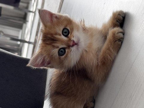 2 aylık british shorthair yavrumuz yeni yuvasını arıyor