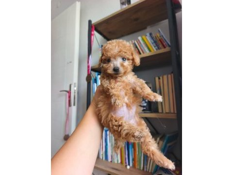 Toy poodle yavrularımız