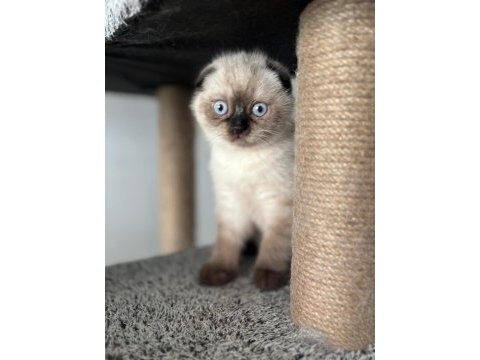 Blue point british shorthair